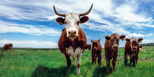 Côte de boeuf ou côte de vache ?