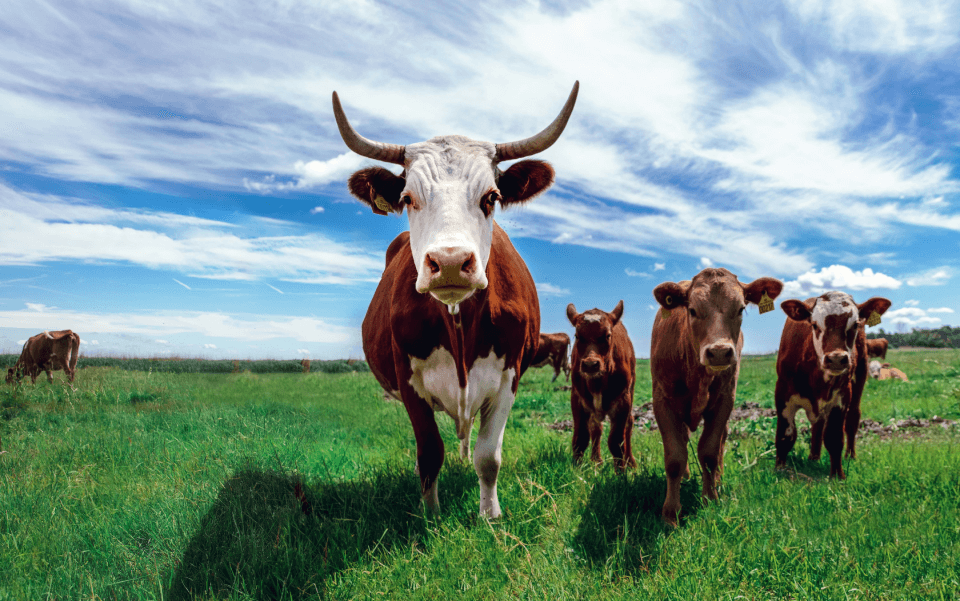 Côte de boeuf ou côte de vache ?